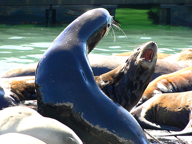 This image captures two playful seals swimming together near a dock. Their interaction suggests a lively and sociable nature, typical of seals who often live in close-knit groups called 'rookeries'. The marina's calm waters provide a serene backdrop for this charming marine moment. DSC08678.JPG