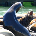 Jovial Seals in a San Francisco Marina