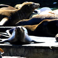 Seals Resting on the Dock at San Francisco Bay