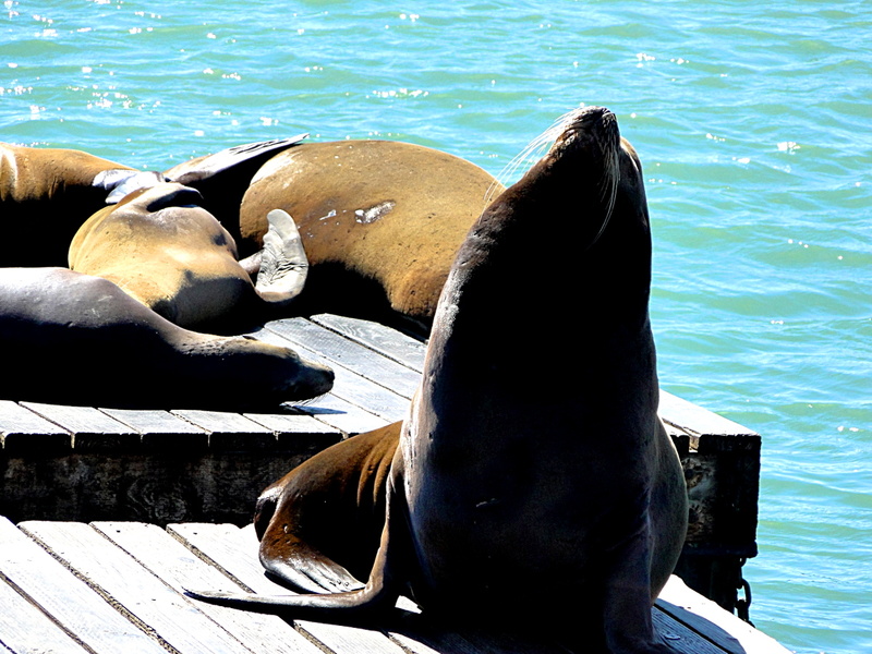 Seal lounging on a pier in San Francisco, California