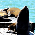 Seal lounging on a pier in San Francisco, California