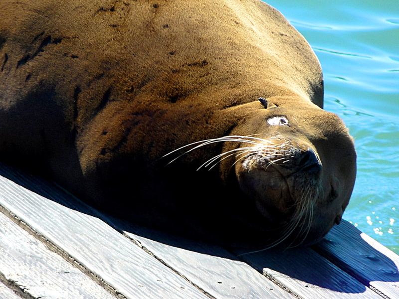 Sea Lion Resting on Dock at Pier 39