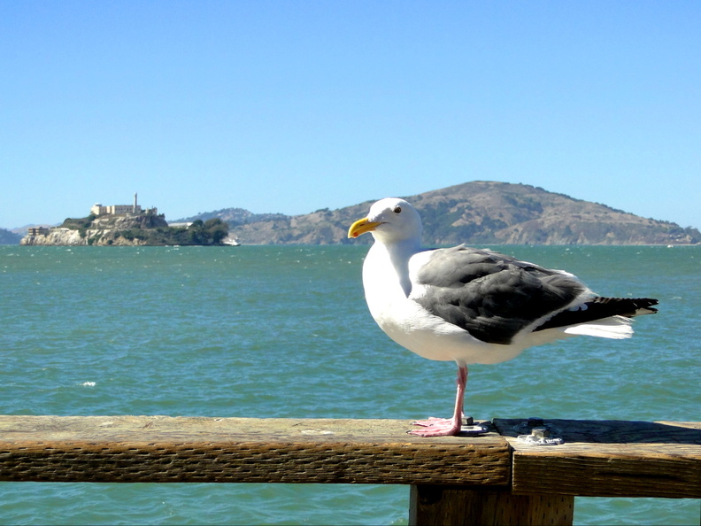This image captures a serene moment at the San Francisco Bay, with a seagull resting on a wooden pier. The background features the iconic Alcatraz Island and the tranquil waters of the bay under a clear sky. The vibrant colors of the seagull's feathers contrast beautifully with the blue-green hues of the ocean. DSC08654.JPG