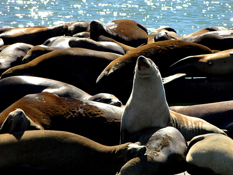 A Day at San Francisco's Seal Harbour