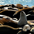 A Day at San Francisco's Seal Harbour