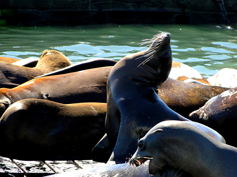 Gentle Sealions at a San Francisco Aquarium