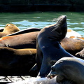 Gentle Sealions at a San Francisco Aquarium