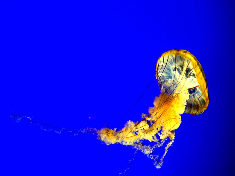 Jellyfish-like Aquatic Creature
