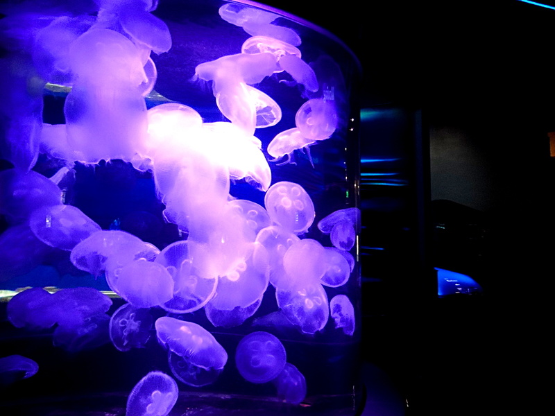 Vibrant Jellyfish Aquarium