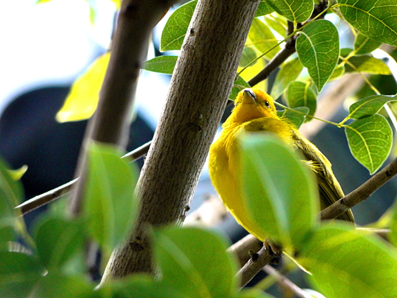 Vibrant Yellow Bird in a Sunlit Tree