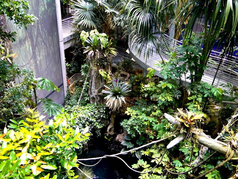 An Indoor Rainforest