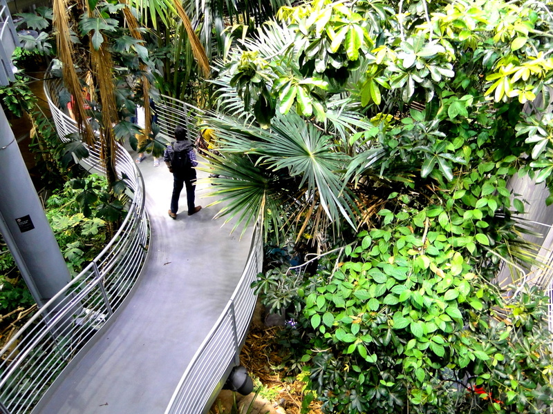 Tropical Paradise in a San Francisco Mall: A Safe Walkway Amidst Lush Plants
