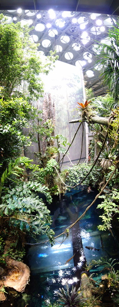 Vibrant Indoor Rainforest