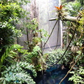 Vibrant Indoor Rainforest