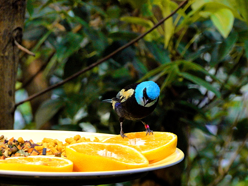 Nature's Feast: A Blue Bird at a Squirrel-Proof Feeder