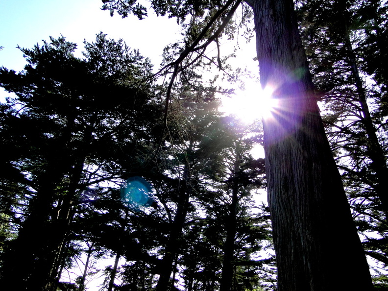 This image captures the tranquility of San Francisco's redwood forests. The sunbeam pierces through the lush canopy, casting long shadows and creating a peaceful atmosphere. It's a snapshot of a typical day in this picturesque area. DSC09351.JPG