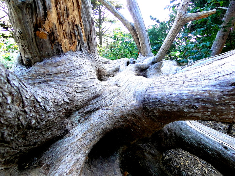 This image captures a close-up view of an ancient tree with its sprawling root system, showcasing the strength and resilience of nature. The intricate network of roots and the contrast between the weathered bark of the tree trunks and the lush green foliage create a striking visual narrative. Such trees are often seen in old-growth forests, indicative of a healthy ecosystem that supports biodiversity. DSC09420.JPG