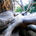 Majestic Tree Root System: A Sign of Mature Trees in the Wild
