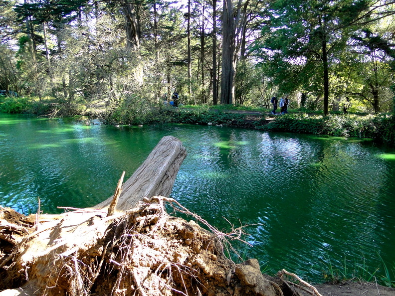 A picturesque view of a tranquil pond nestled amidst lush greenery, providing a peaceful escape from the bustling city life. The vibrant green water contrasts beautifully with the surrounding foliage and fallen tree, offering an idyllic spot for relaxation and contemplation. DSC09348.JPG