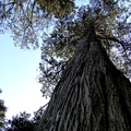 Giant Sequoia in San Francisco, USA