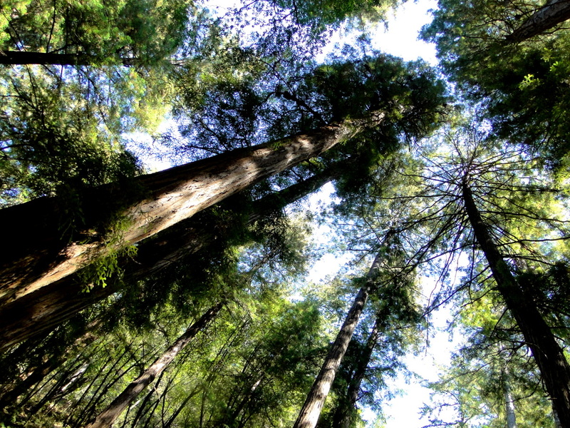 Giant Redwoods in Muir Woods National Monument