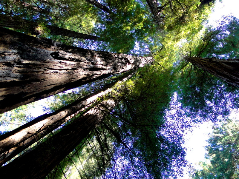 Muir Woods: A Symphony of Redwood Trees