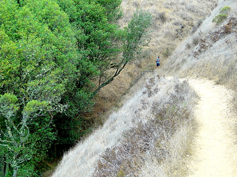 Solo Hiker on a Woodland Path