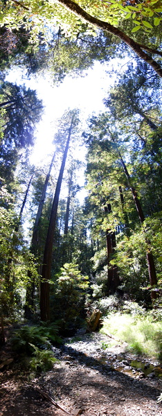 Tranquil Trail in Muir Woods National Monument, USA