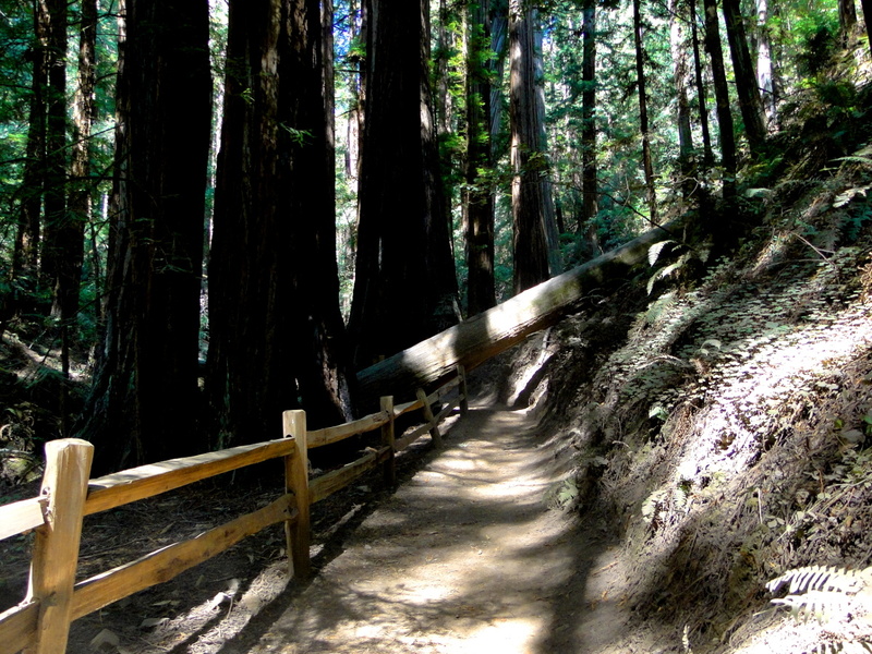 Serene Sunlight Through Redwood Trees