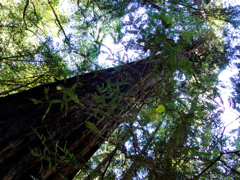 Muir Woods, USA: A Tale of Ancient Redwoods