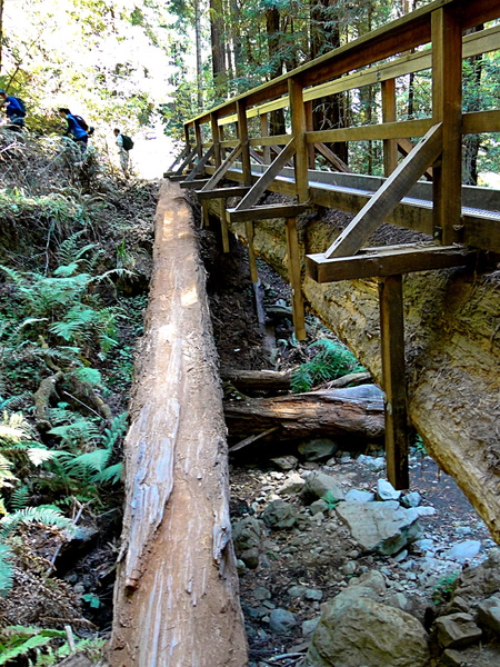 Serene Bridge Path in Muir Woods