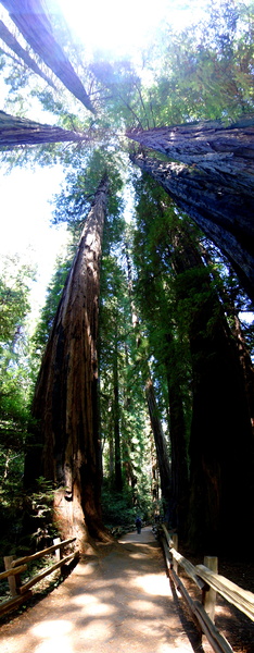 Redwood Forest Path