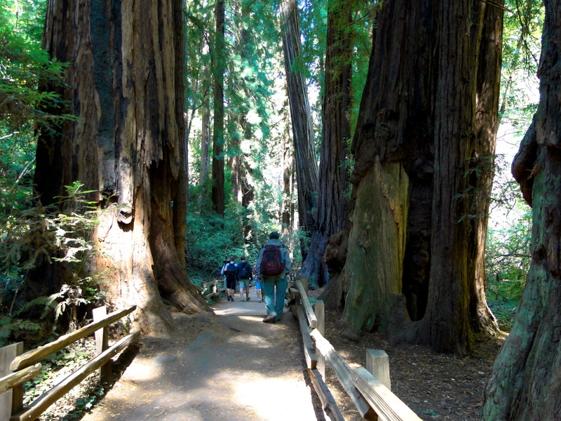 Exploring the Redwood Forest at Muir Woods National Monument