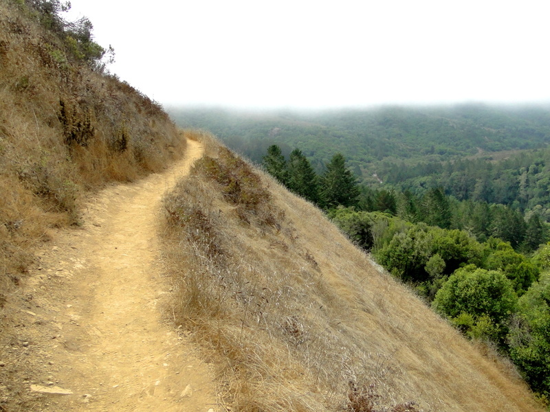 Serene Single-File Hiking Trail in Muir Woods, USA