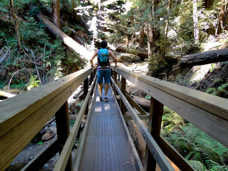 A Hiker's Journey at Muir Woods