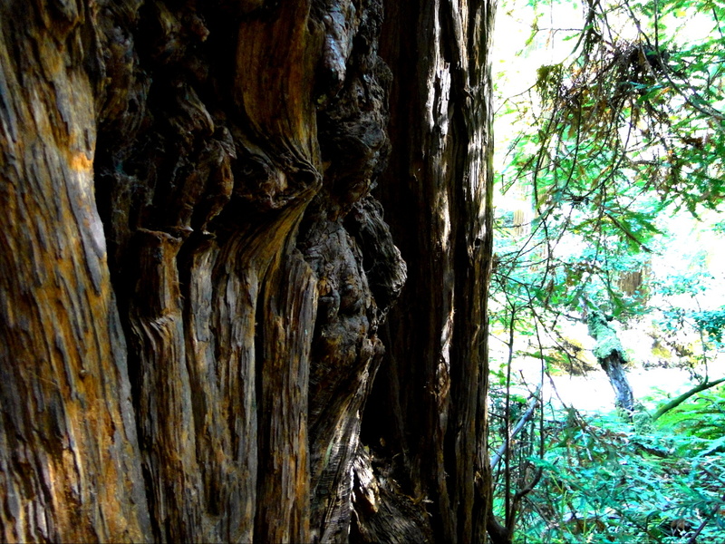 Exploring Muir Woods: A Close-up View of Redwood Trees