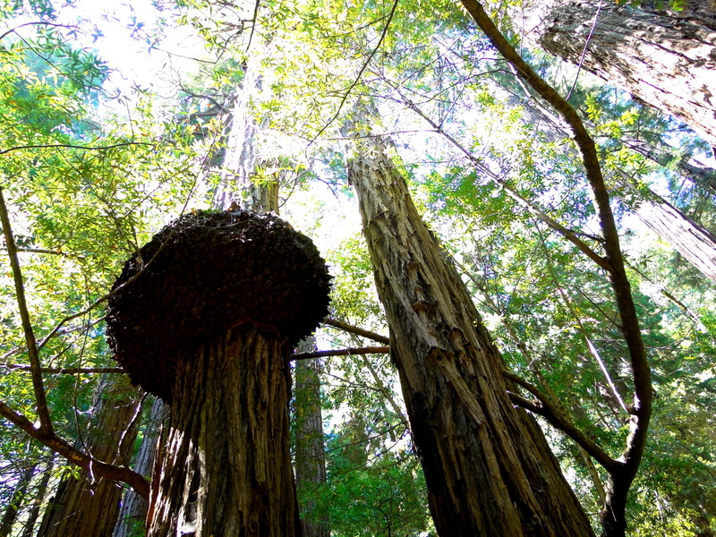 Majestic Redwood Trees in Muir Woods, California