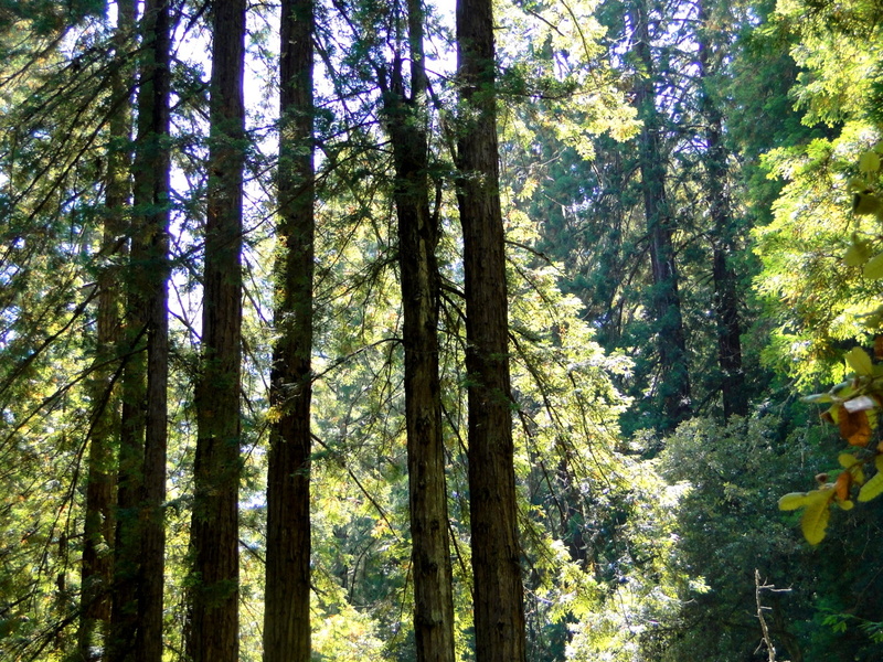 Muir Woods: A Day in the Forest