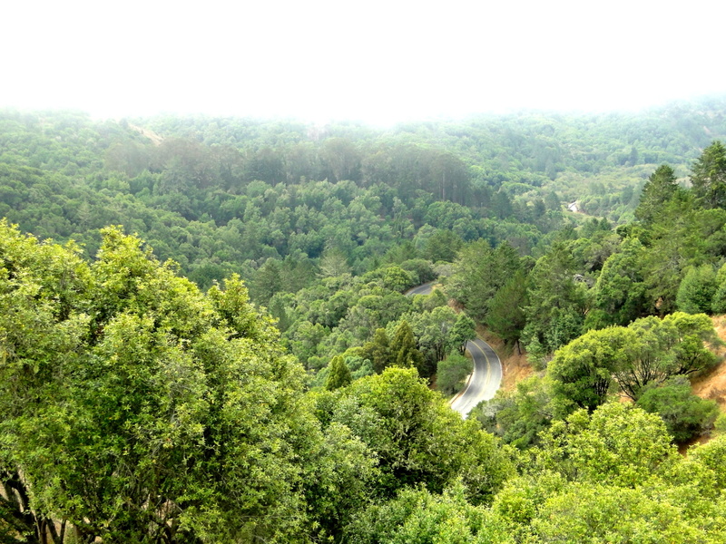 Misty Mountainside at Muir Woods National Monument, USA