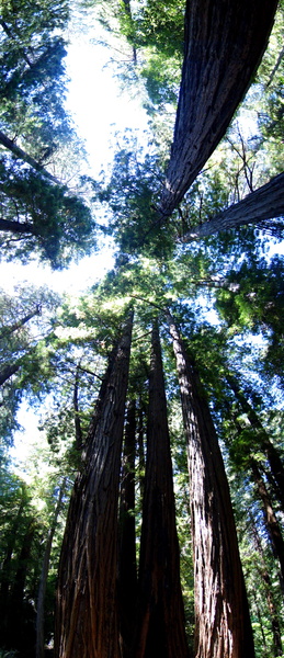 Sequoia Trees in Muir Woods