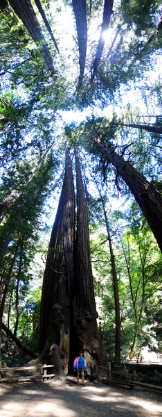 Majestic Redwood Trees in Muir Woods, USA