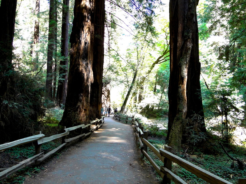 Serene Hike Through Redwood Forest - Muir Woods