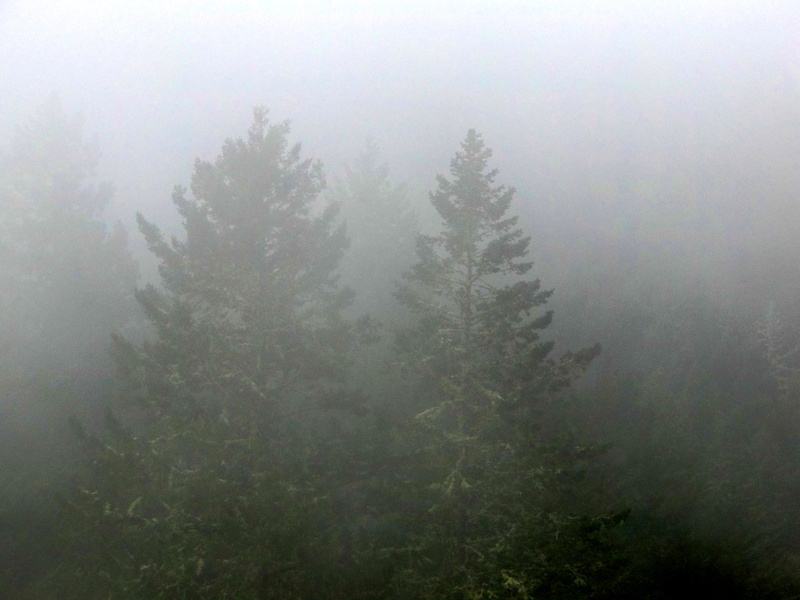 Foggy Muir Woods
