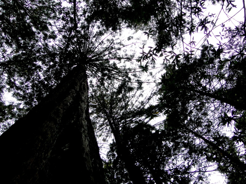 Towering Ancient Trees in Muir Woods