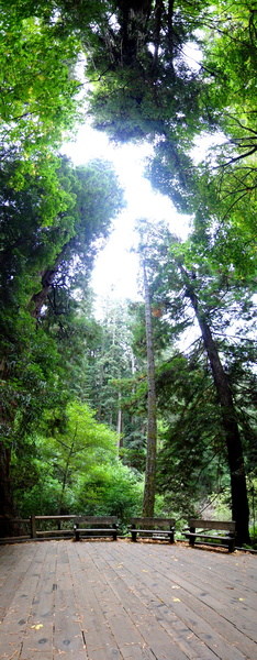 Serene Walkway through Muir Woods