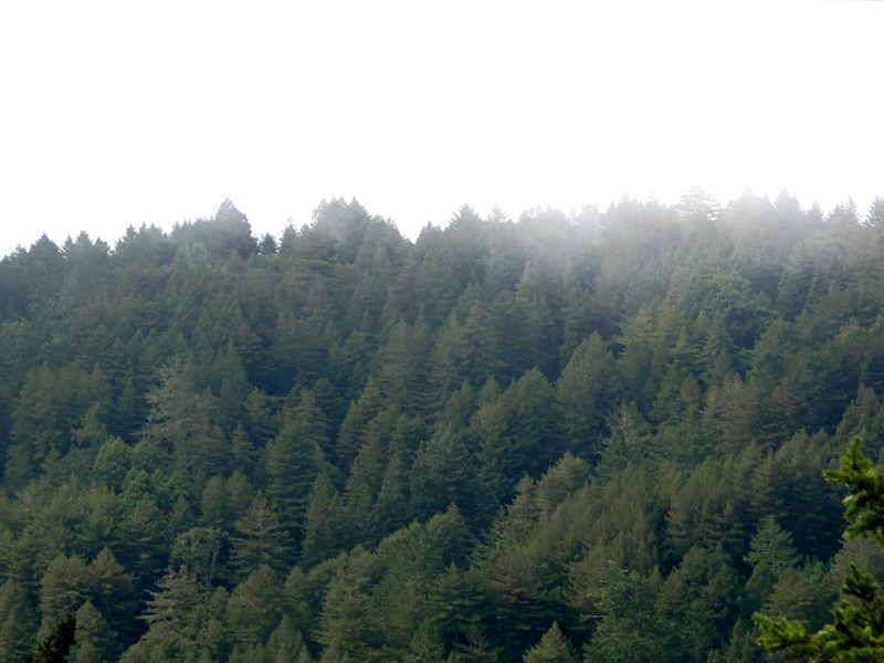 Serene Sunrise over a Fog-Shrouded Forest