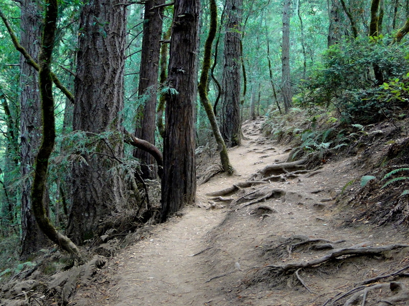 Serene Path Through Muir Woods