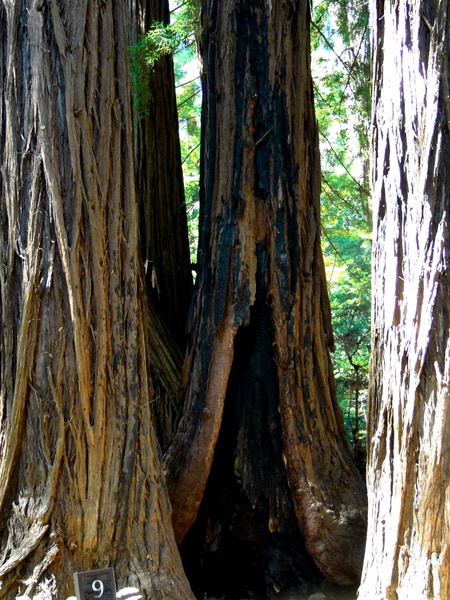 Majestic Muir Woods - Ancient Redwood Trees