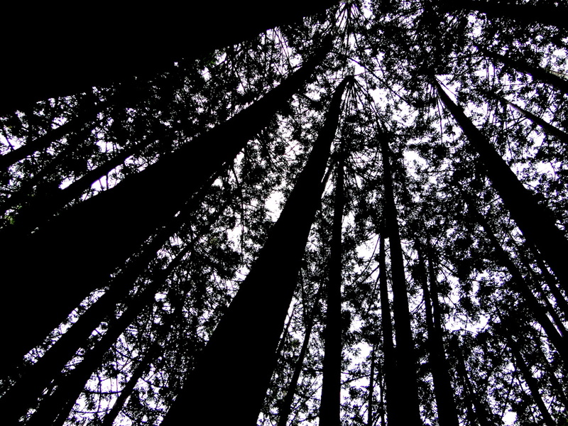 Serene Redwood Forest