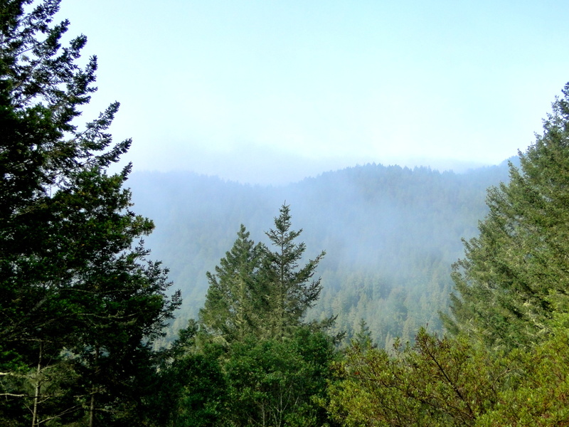 Serene Muir Woods Vista on a Foggy Day